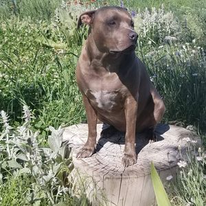 Meet your Posher, Dawn